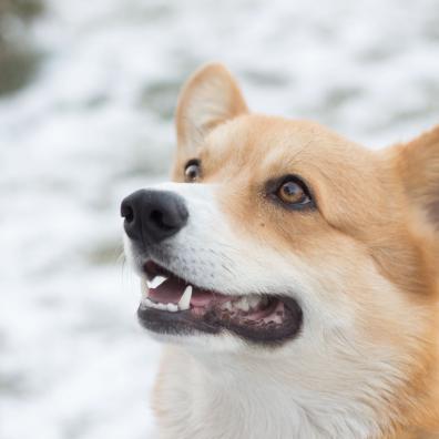 A dog in the snow