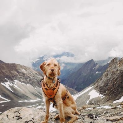 Dog in Mountains in Winter