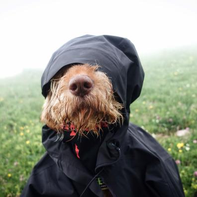 Dog Dressed in Jacket