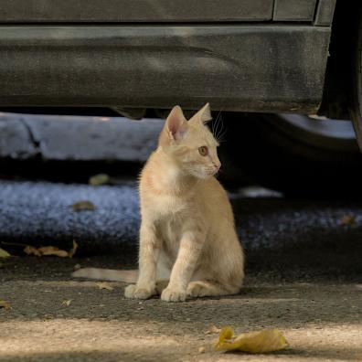 Cat under a car