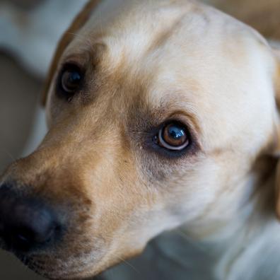 An anxious looking dog