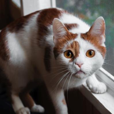 Orange And White Cat On Window