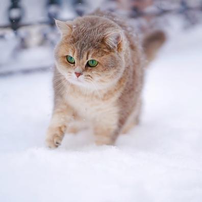 Cat On Snow Covered Ground