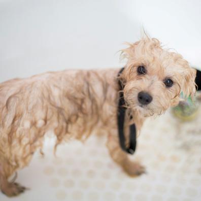 Cream Toy Poodle Puppy in Bathtub