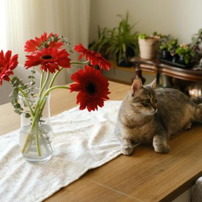 Cat Lying on Table next to Vase with Flowers