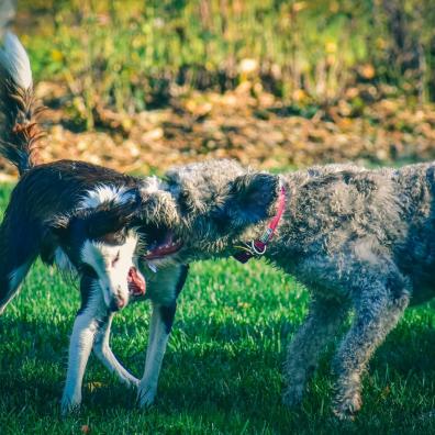 Purebred dogs biting each other on grassy meadow