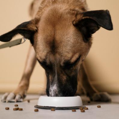 Close Up Shot of a Dog Eating