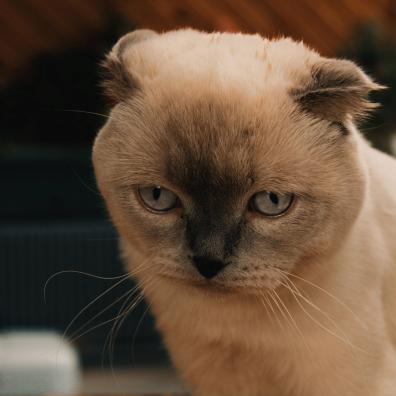 Closeup of a Scottish Fold Cat