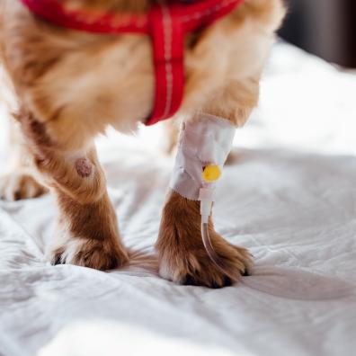 Dog with Intravenous Line on His Leg