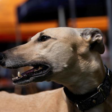 Greyhound Dog Wearing Collar in Close-up Photography