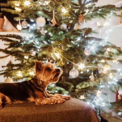 Dog sitting on a chair in front of a Christmas tree