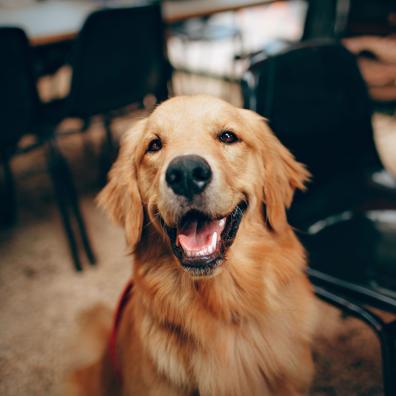 Short-coated Tan Dog