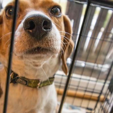 Adult Tricolor Beagle