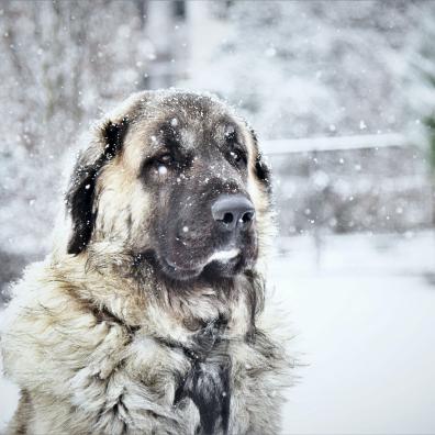 A dog in the snow