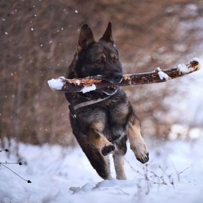 A dog in the snow