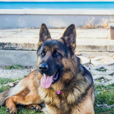 German Shepherded Leaning on Grass