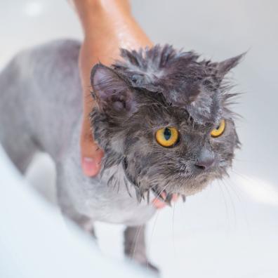 Cat in a bath