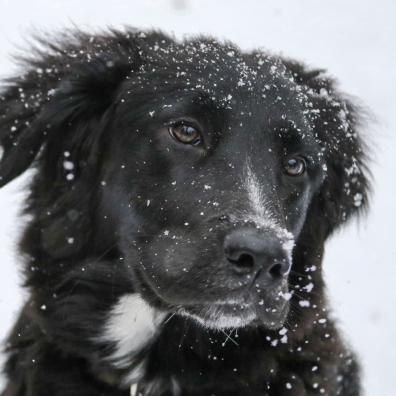 Long-coated Black and White Dog on White Snow