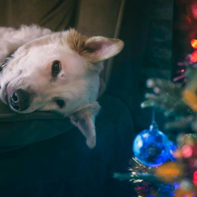 White Dog at Christmas