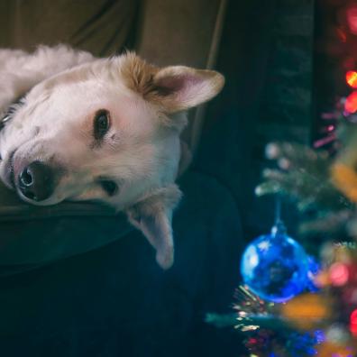 A dog at Christmas