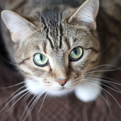 Short-coated Gray Cat