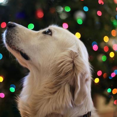 Golden Retriever at Christmas