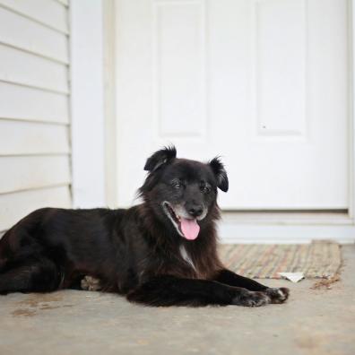 Medium-coated Black Dog Lying on Floor Near Door