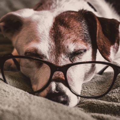 White and Brown Dachshund With Black Framed Eyeglasses