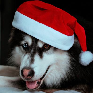 Headshot of Dog in Santa Hat