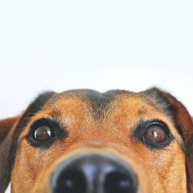 Closeup Photo of Brown and Black Dog Face