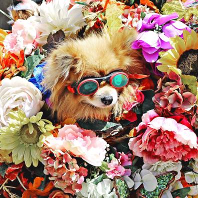 Dog Wearing Glasses Surrounded by Flowers