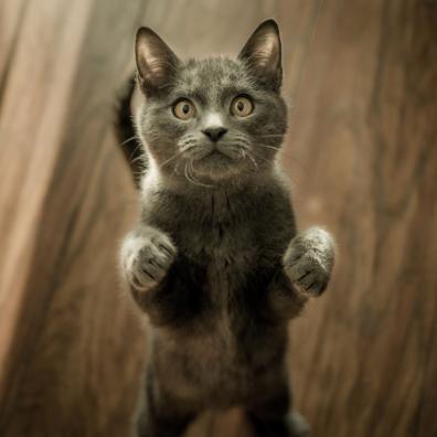 Cute Gray Kitten standing on a Wooden Flooring