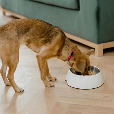 A Dog Eating from a Bowl