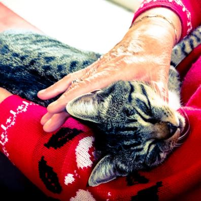 Silver Tabby Cat Sleeping on Person Hand