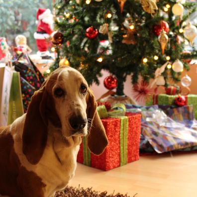 Tan and White Basset Hound Near the Christmas Tree