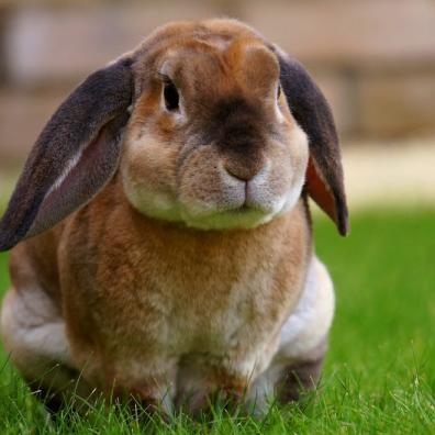 Brown rabbit with droopy ears