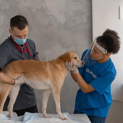 Woman in Blue Shirt Touching the Dog's Face