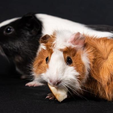 guinea pigs