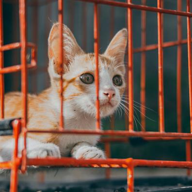 Orange Kitten Inside a Cage