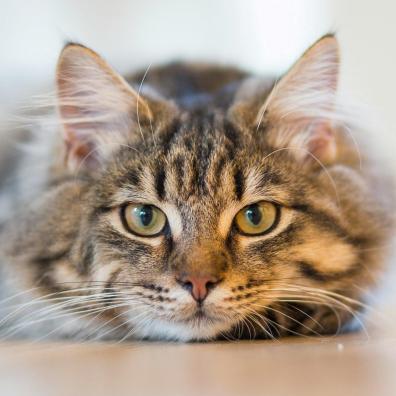 Silver Tabby Cat Lying on Brown Wooden Surface