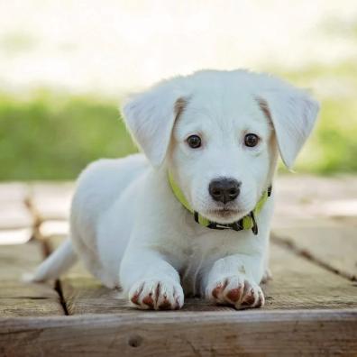 Photo of a cute puppy