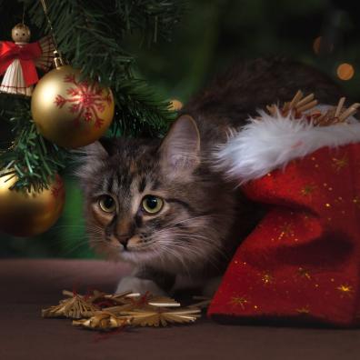 Brown Tabby Cat Beside Christmas Tree
