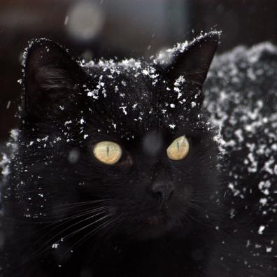 A black cat in the snow