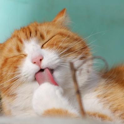 Close-Up Photo of Yellow and White Cat