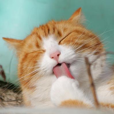 Close-Up Photo of Yellow and White Cat