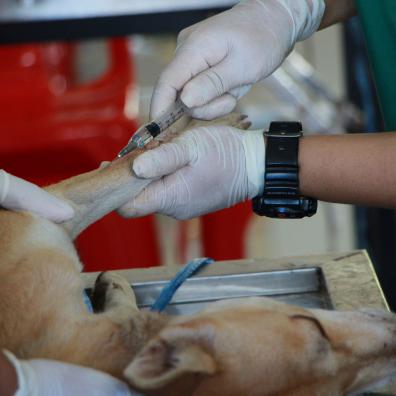 A dog receiving medical treatment