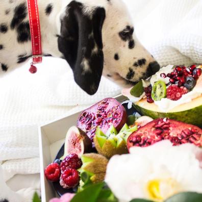 Black and White Dalmatian Dog Eating Fruits