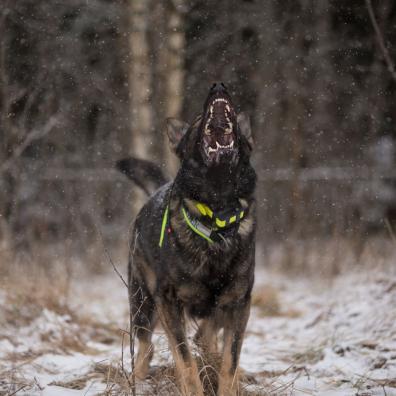 Photograph of a Dog Barking