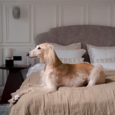 Greyhound Sitting on the Bed