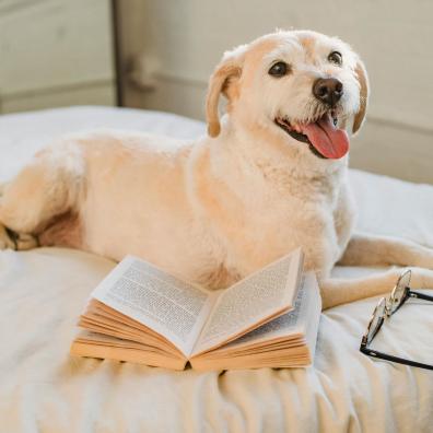A happy dog lying on a bed with a book